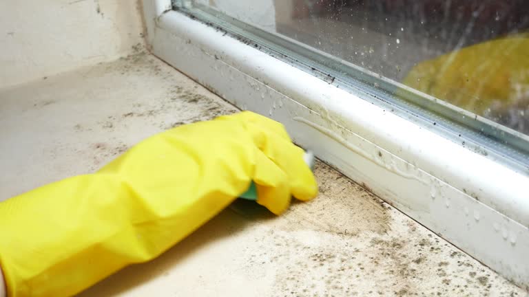 Mold Remediation for Vacation Homes